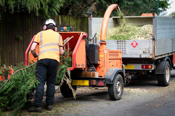 Best Tree Cabling and Bracing  in Glenville, CT