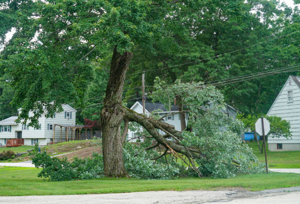 Tree and Shrub Care in Glenville, CT